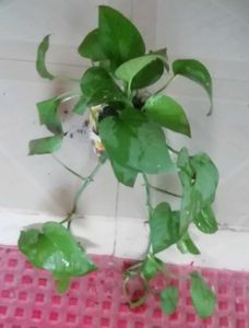 Set 2 Money &amp; Pendulum Plants