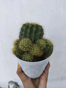 Yellow 💛 Ball Cactus 🌵 Big Plant