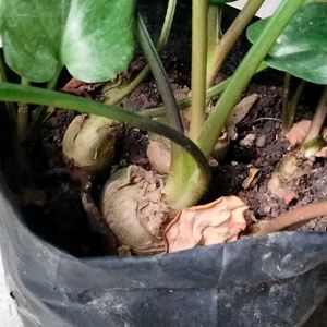 Mix Plants Combo Offer(5 Varities)