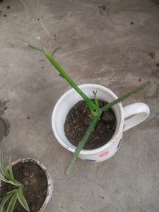 Combo Of 3 Plant Well Rooted