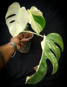 REAL PLANT Rare Monstera Albo 😍