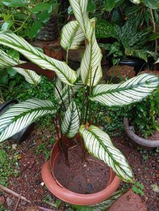 Calathea Ornata 'Pinstripe' Plant