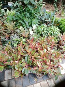 You Can Select 10 Live Root Plants