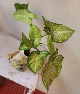 every green 💚 Arrowhead Plant