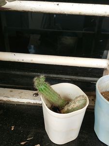 Combo Of Two Plants And Tw Small Pots