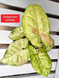 Philo N Snygonuim Combo