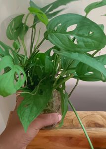 3 Broken Heart Or Cheese Plant 6-7 Inches  Plants