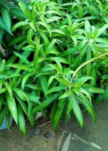 Tulsi And Song Of India Plant