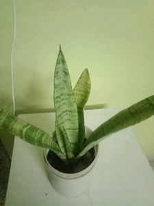 Snake Plant