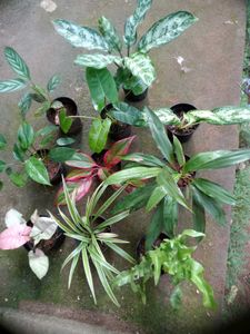 10 Live plants without pot