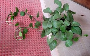 Evergreen Money Plant &amp; Pot