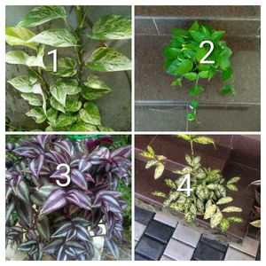 you can select 10 Live root plants