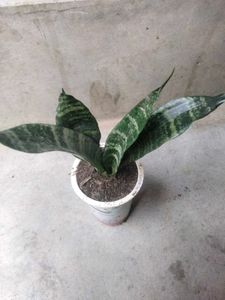 Assorted 4 varieties set offer