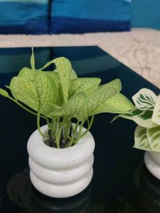 Artificial Plants Decor