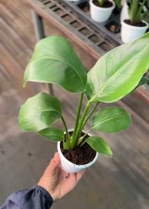 Philodendron Plant
