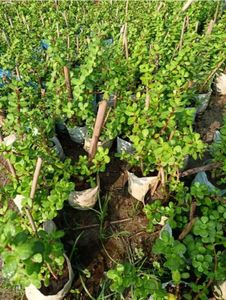 Jade Plant With Pot