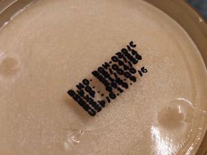 Brightening Night Cream