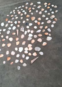 Sea Shells From Andhra Pradesh 130 Shell