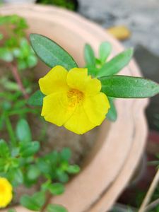 Yellow Portulaca