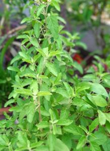 Tulasi Powder