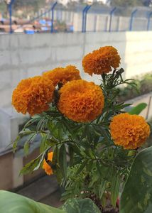 3 Plant Combo Seeds