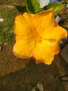 Light Orange Big Size Hibiscus Flower Plant