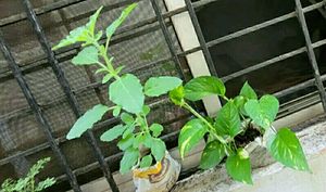 Set 2 Tulasi &amp; Monet Plant