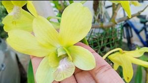 Orchid