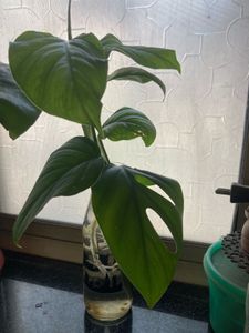Swiss Cheese Plant (monstera Cutting)
