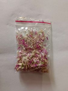 Amrnathus/ Gomphrena Seeds