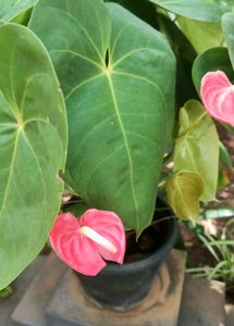 Natural Plants For Sale .