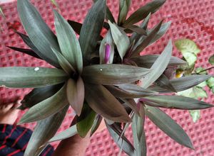 3 Set Moses Cardle, purple Heart ,Pandanus veitchi