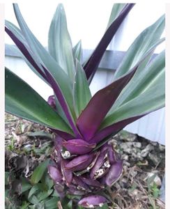 Combo Of 3 Plants