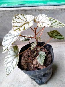 Assorted Houseplant Bundle