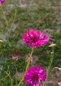 Cornflowers Seeds Mixed Colors