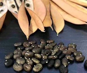 Aprajita White Flower Seed 15pc.
