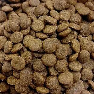 Adult Dog Food
