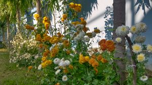 Chrysanthemum Plants 3