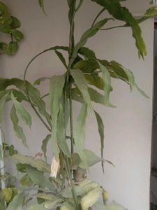 Brahma Kamal - Queen of the Night Epiphyllum