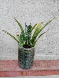 Snake Plant