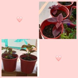 Combo Of Coleus Plants