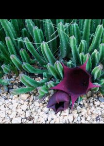 Maroon Cup Succulent