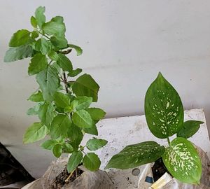 Set 2 Plants🪴