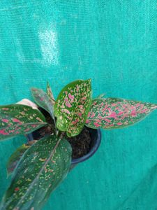 Aglaonema Red