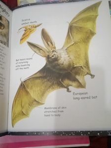 Scary Creatures Of The Night