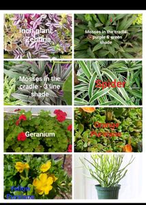 Indoor & Outdoor Plants - 8plant + 1 Free