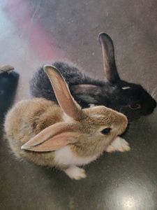 Pair Rabbits Baby