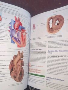 Anatomy and Physiology Textbook