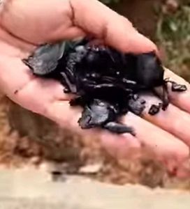 Pure Natural Coconut Shell
