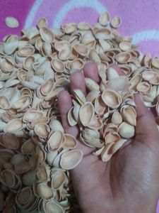 Pista Shells
